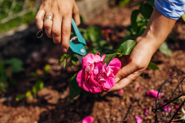 Quand tailler les rosiers
